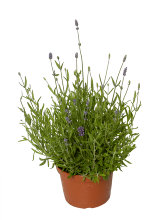 Lavendel Ø12 cm